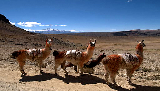 Colca Llama Trek