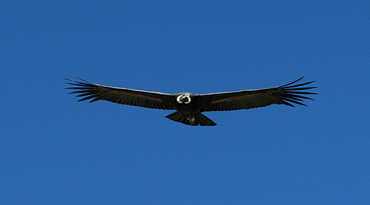 Picture Of Andean Condor