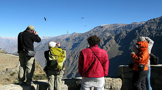 Condor Party At The Colca Canyon