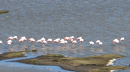 View Of The Flamingos In The Andes Of Peru