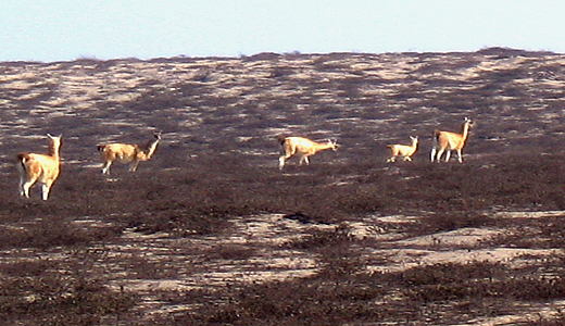 Guanacos In Nazca