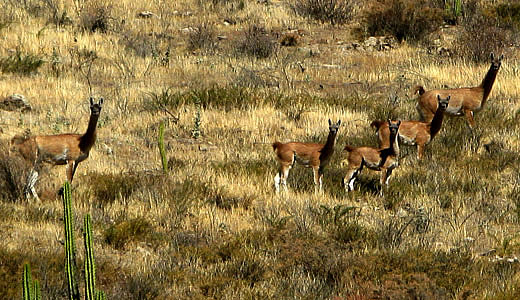 Guanacos in the Colca Canyon