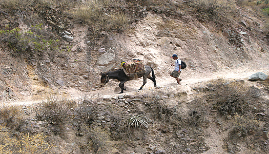 Horsemen In The Colca Canyon