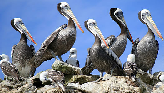 Humblodt Pelican In The Ballestas Inlands Tour