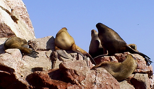 Sea Lions Peru