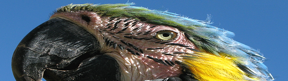 Peruvian Jungle Birds