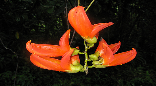 Flower Of The Jungle Peru