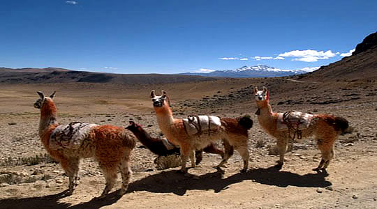 Cusco Lares Llama Trekking - Llama Trek In The Andes Of Peru