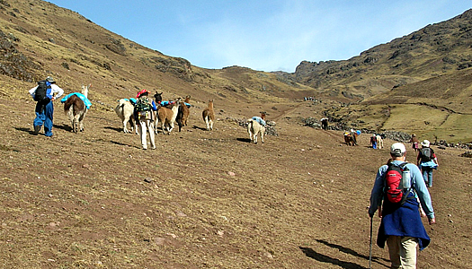 Llama Trekking Tour In Peru