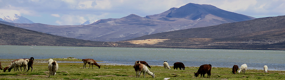 Fauna At Laguna De Salinas