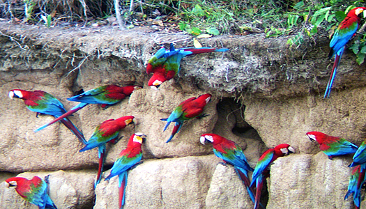 Macaws+in+the+rainforest