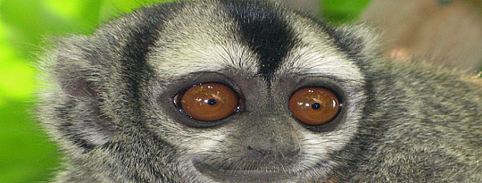 Peruvian Monkey