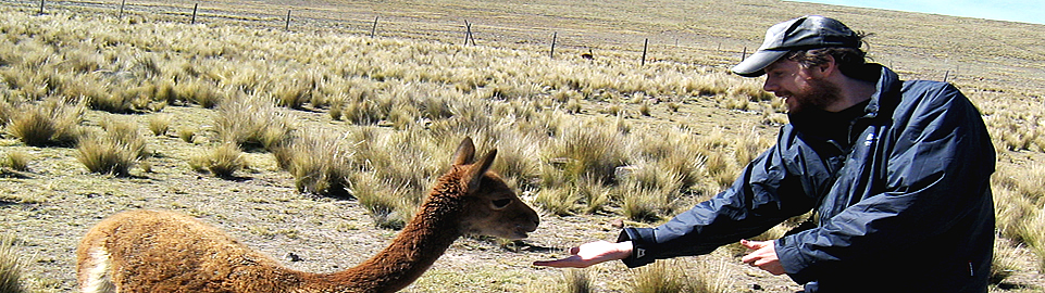 Pampas Galeras National Reserve Of Vicuñas