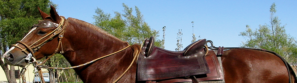 Paso Horse Of Peru