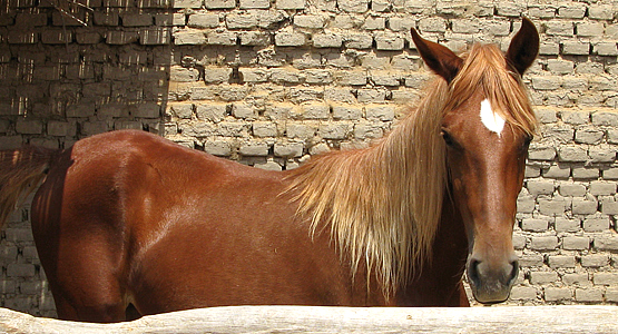 Peru Horses