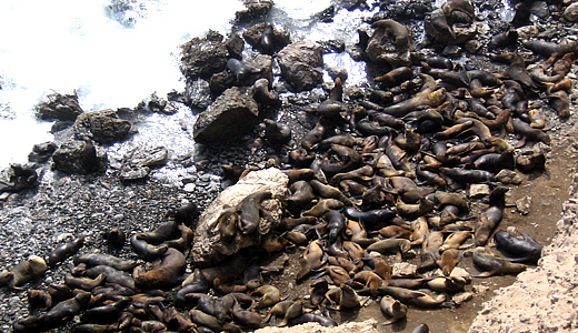 San Fernando Sea Lions