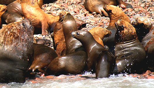 Sea Lions At Ballestas Islands Pisco - Peru