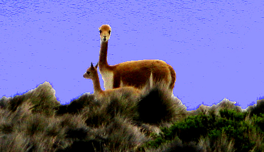 Vicuña Watching - Peru National Reserve Of Vicuñas