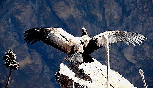 Mirador Cruz Del Condor