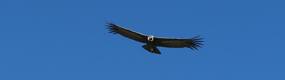 Andean condor flying over Colca Canyon