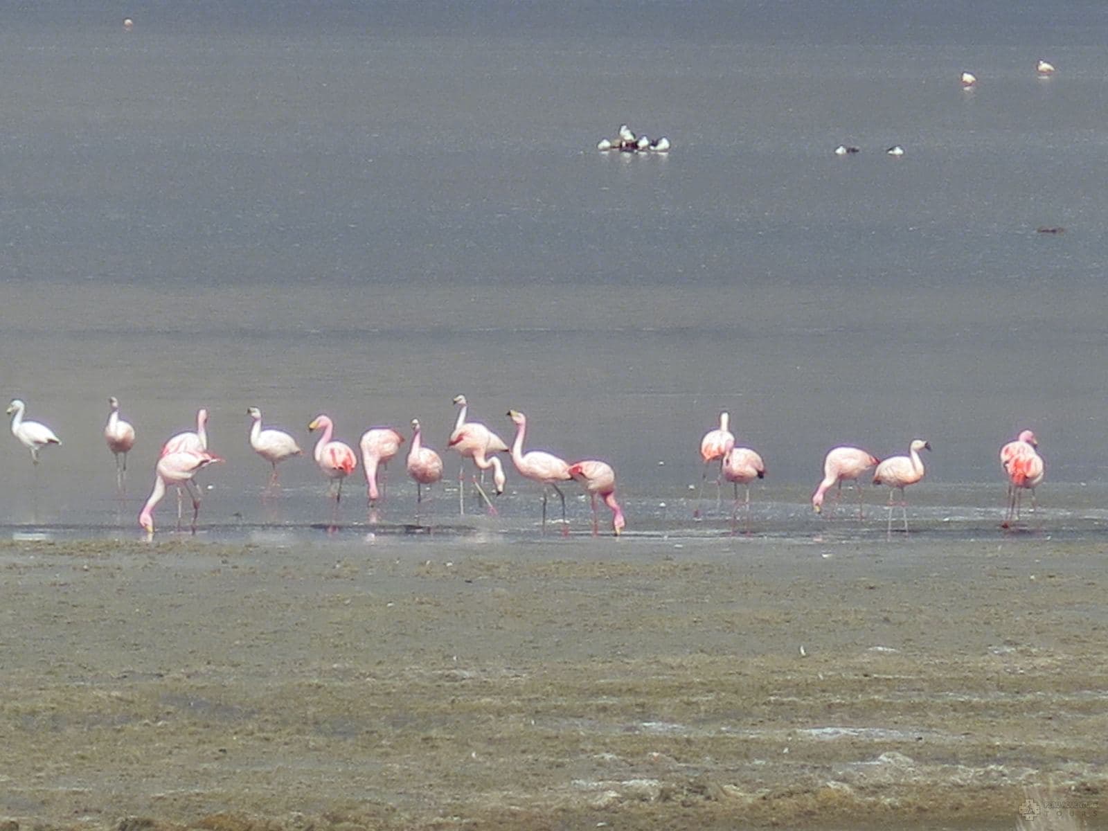 PERU BIRDWATCHING TOUR - BIRDS OF PERU