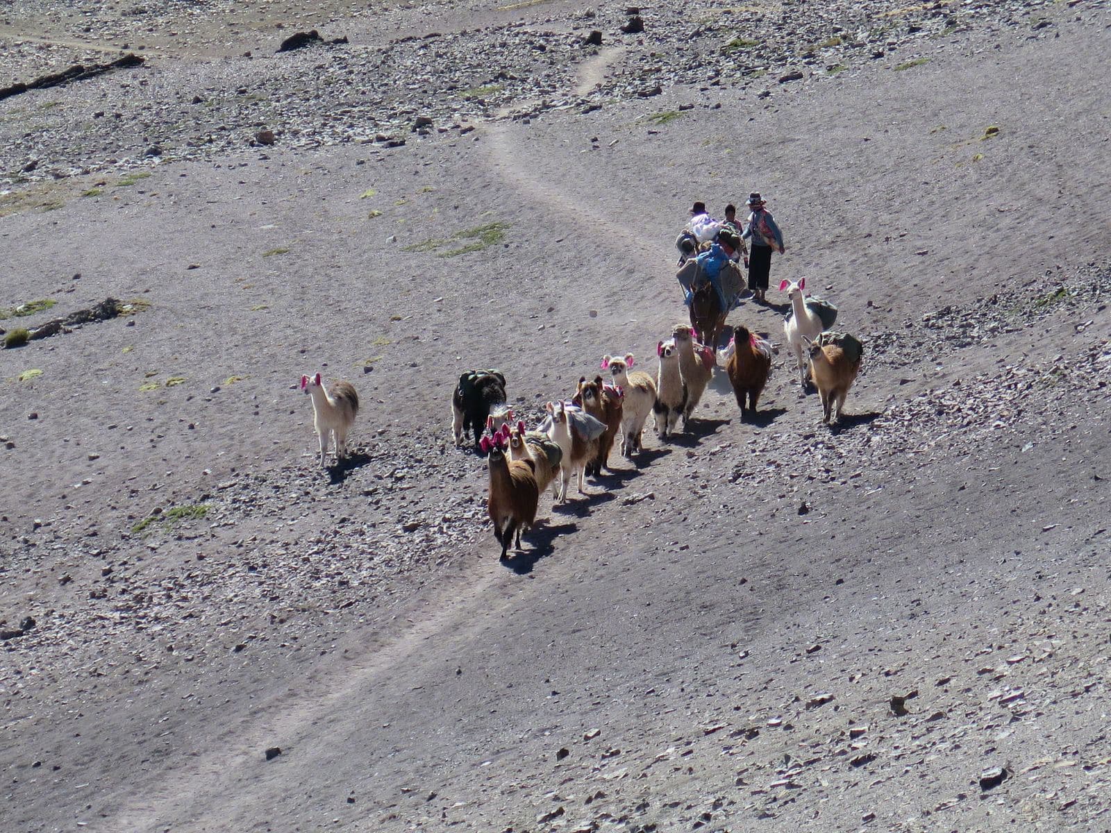 Llama caravan in the Colca Valley